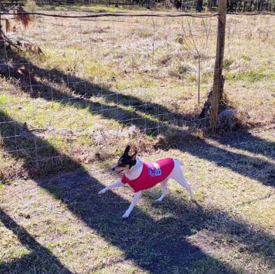 Dog racing down the track