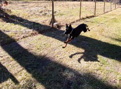 Dog racing down the track