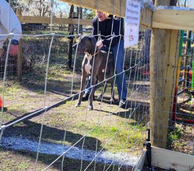 Backyard Dog Racing League waiting for gates to open