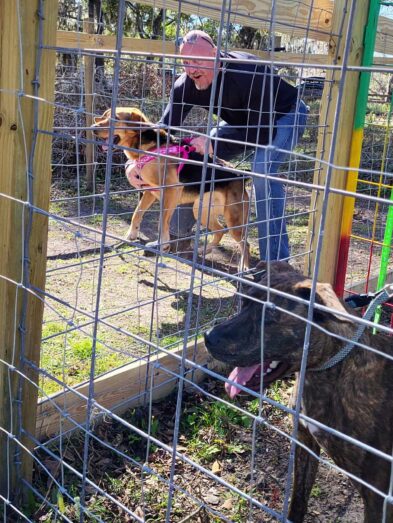 Backyard Dog Racing League waiting for gates to open