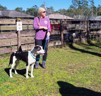 Backyard Dog Racing League preparing for racing