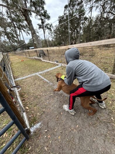 dog park with a man and a dog.
