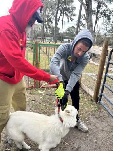 dog park with a man and a dog.