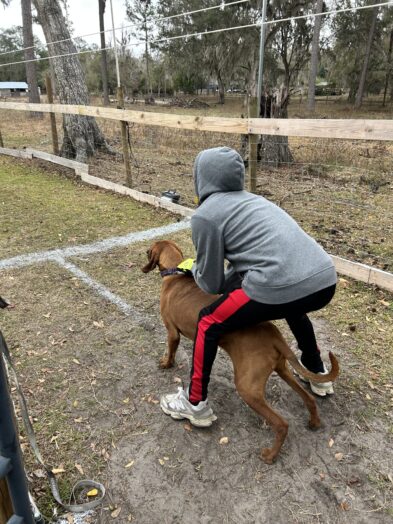 dog park with a man and a dog.