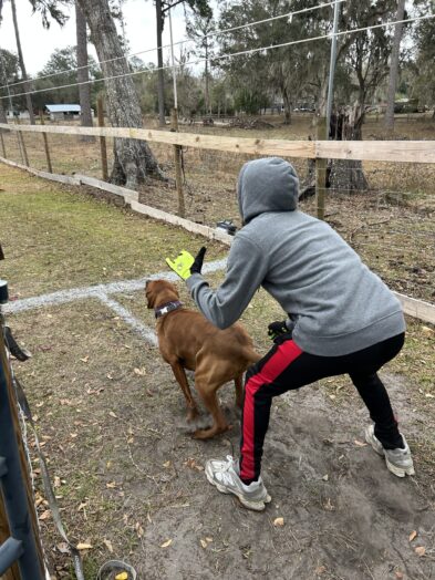dog park with a man and a dog.