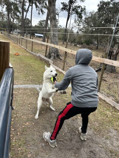 dog park with a man and a dog.