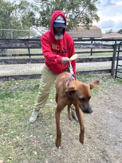 dog park with a man and a dog.